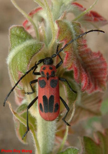 Purpuricenus lituratus