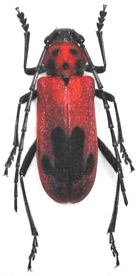 Purpuricenus lituratus