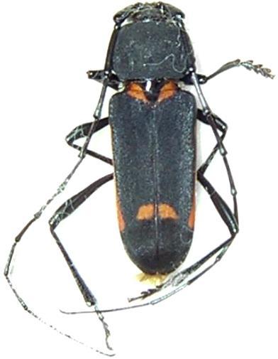 Purpuricenus quadrinotatus