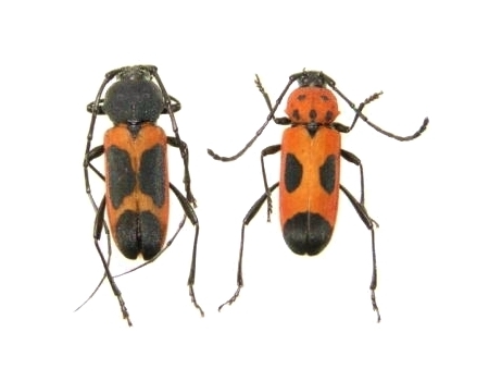 Purpuricenus quadrinotatus