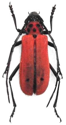 Purpuricenus spectabilis