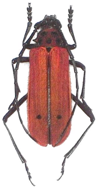 Purpuricenus spectabilis