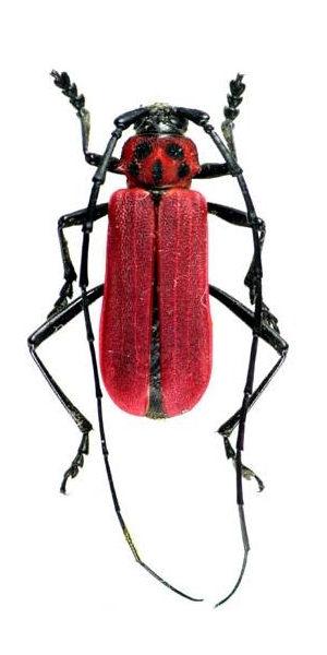 Purpuricenus temminckii