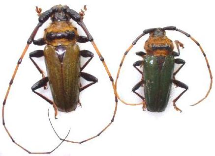 Retrachydes thoracicus