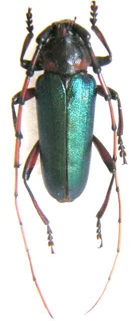 Stenaspis verticalis arizonica