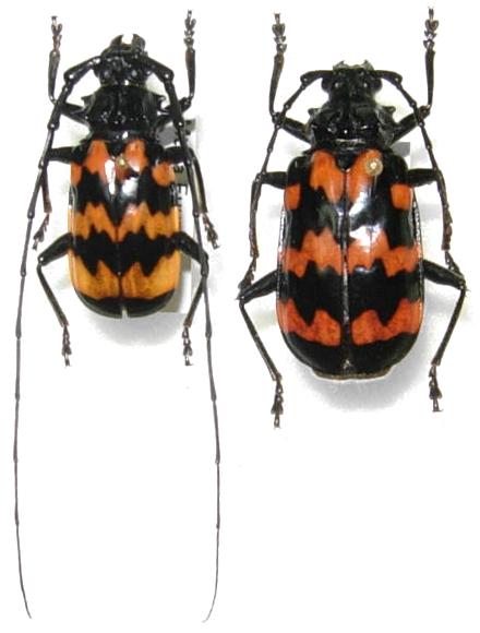 Sternacanthus undatus