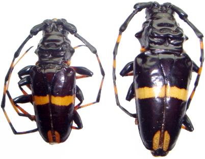 Trachyderes (Trachyderes) cingulatus