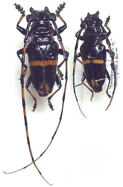 Trachyderes (Trachyderes) cingulatus