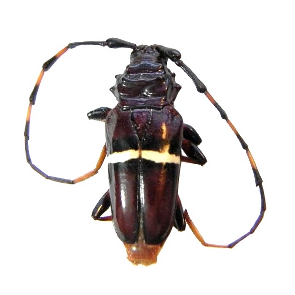 Trachyderes (Trachyderes) succinctus succinctus