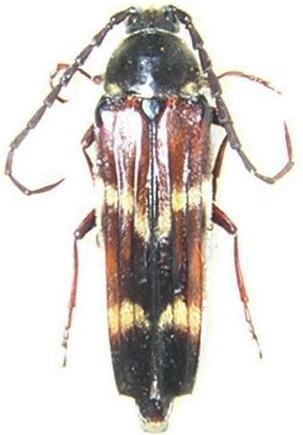 Tragocerus fasciatus