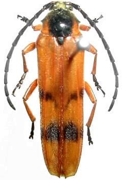Tragocerus spencii