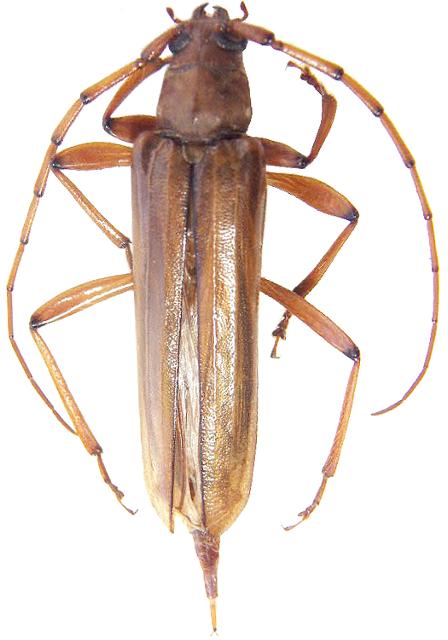 Malacopterus tenellus Malacopterus tenellus