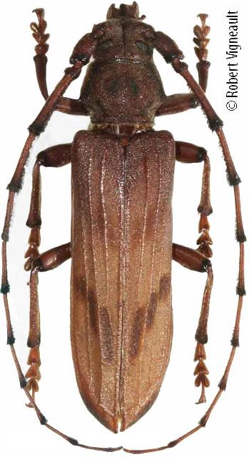 Oplatocera (Epioplatocera) shibatai