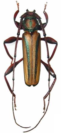 Xystrocera globosa Xystrocera globosa