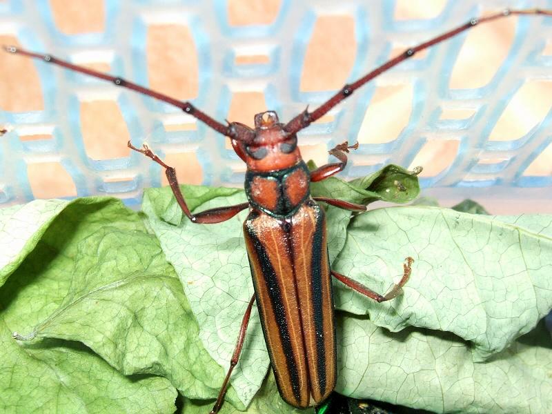 Xystrocera globosa Xystrocera globosa
