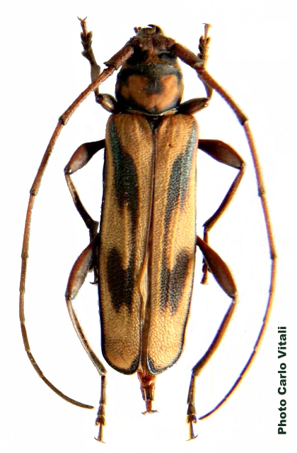 Xystrocera interrupta 