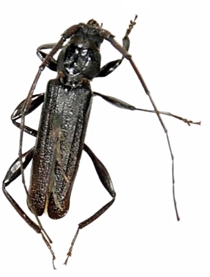 Xystrocera nigrita