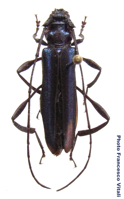 Xystrocera velutina