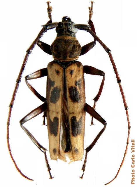 Xystroceroides burgeoni 