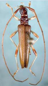 Novantinoe puertoricensis