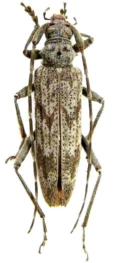 Elytrimitatrix undata