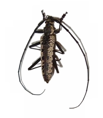 Disteniazteca pilati 