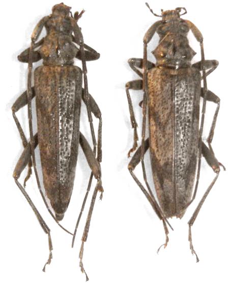 Elytrimitatrix undata