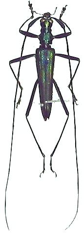 Typodryas callichromoides