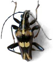 Anthribola decorata