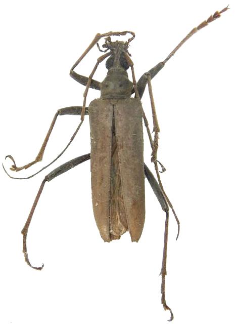 Logisticus rostratus