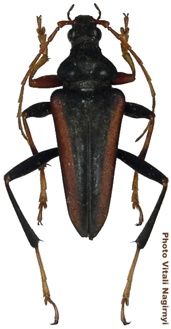 Mastododera lateralis