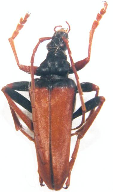 Mastododera nodicollis
