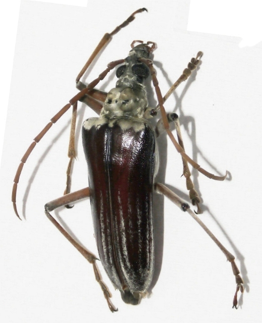 Megasticus oberthurii 