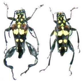 Sagridola maculosa