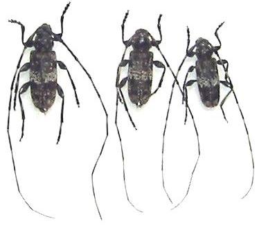 Acanthocinus (Acanthocinus) carinulatus