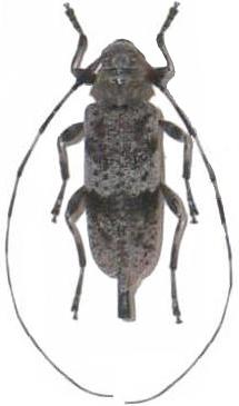 Acanthocinus (Acanthocinus) griseus