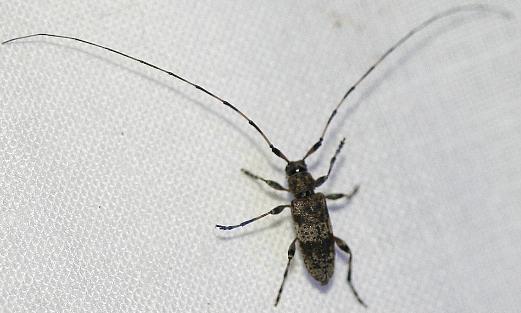 Acanthocinus (Acanthocinus) griseus Acanthocinus (Acanthocinus) griseus