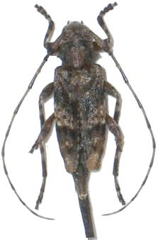 Acanthocinus (Acanthocinus) reticulatus