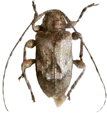 Astylopsis arcuata