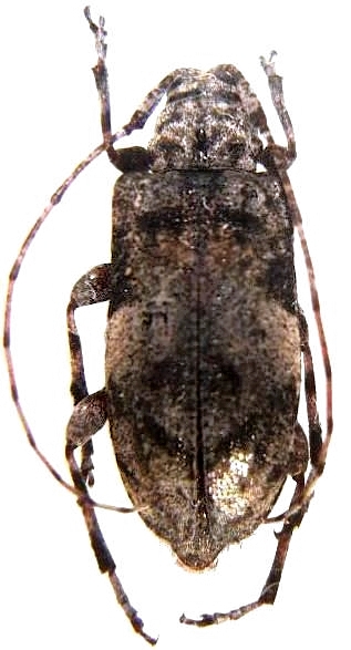 Astylopsis sexguttata