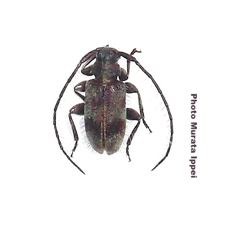Exocentrus (Exocentrus) galloisi