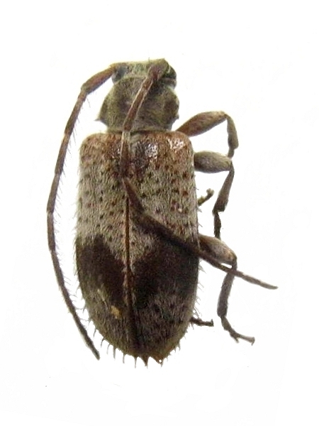 Exocentrus (Exocentrus) punctipennis Exocentrus (Exocentrus) punctipennis