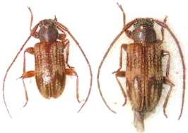 Exocentrus (Pseudocentrus) zikaweiensis 