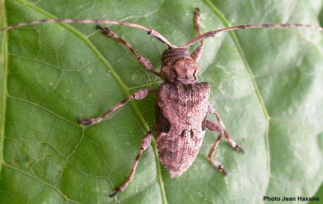 Lagocheirus araneiformis araneiformis