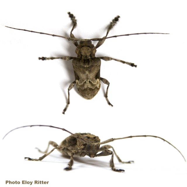 Lagocheirus araneiformis fulvescens 