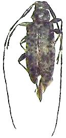 Acanthocinus (Acanthobatesianus) guttatus