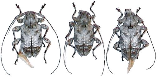 Leptostylopsis argentatus