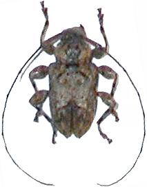 Leptostylopsis jamaicensis