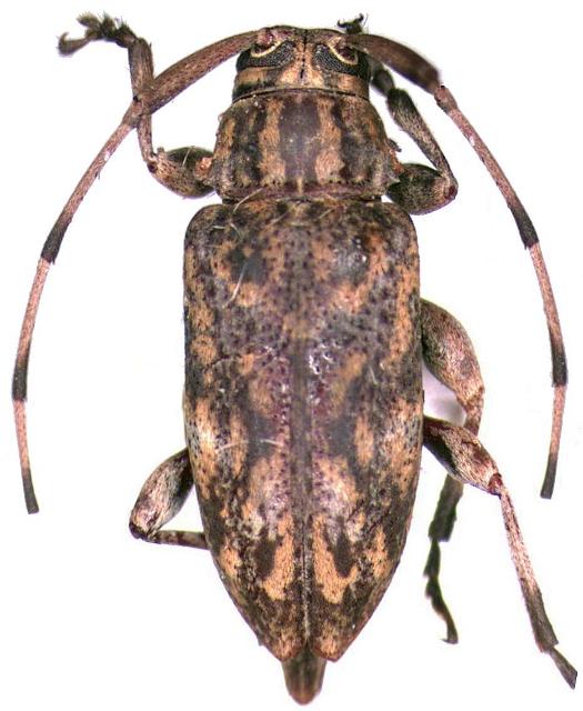 Atrypanius haldemani