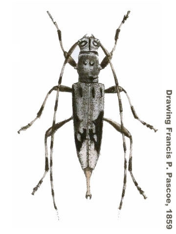 Ostedes (Ostedes) pauperata 